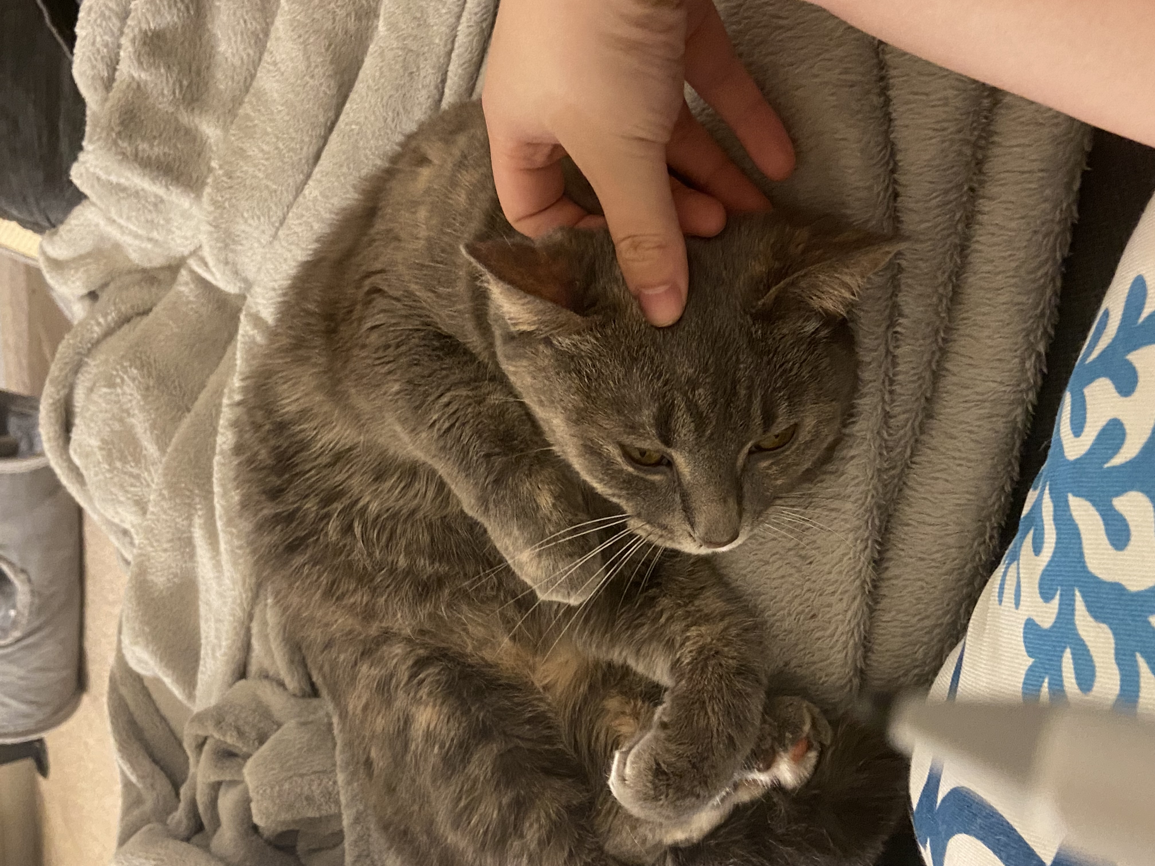 a photo of Kiwi the cat